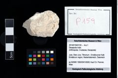 Foto (Objekt + Etikett) von Decapoda indet.  (NHMW-GEO-2014-0194-0159)
